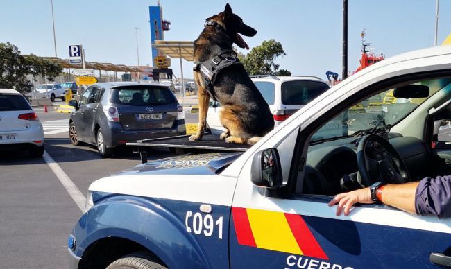 Unidades de Caballería y Guías Caninos de la Policía Nacional ensayan en el Puerto