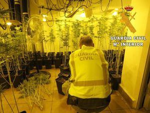 Incautadas 24.000 plantas de marihuana en Níjar