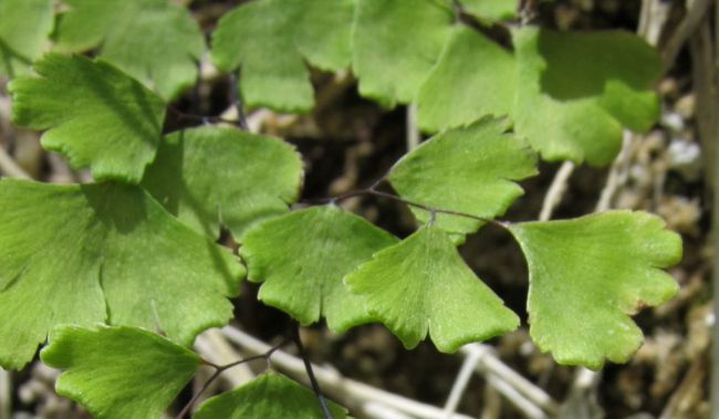 El ‘culantrillo’ es la planta del mes de diciembre en el Jardín Botánico Umbría de la Virgen