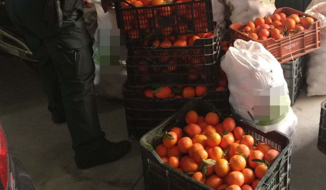 Pillado con 500 kilos de mandarinas que no son suyas y con el permiso de conducir falso