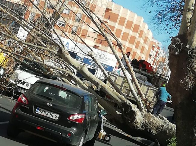 Helena derriba un árbol de gran porte en Adra