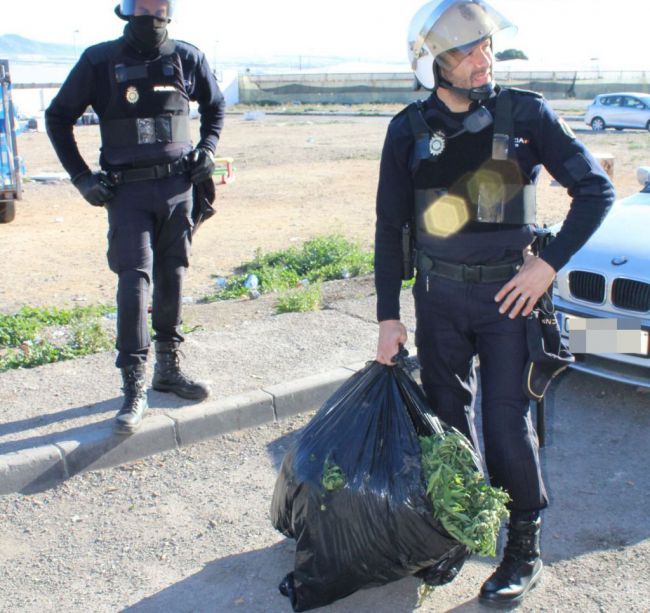 Tres detenidos por una plantación de marihuana en una vivienda de El Ejido