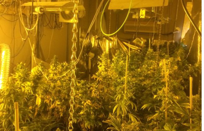 Arrestada en el Quemadero por tener una plantación de marihuana en su casa