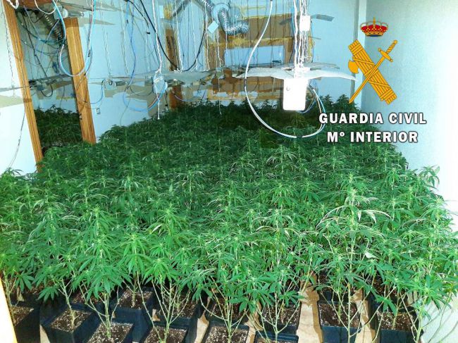 42 detenidos en lo que va de año por plantaciones de marihuana