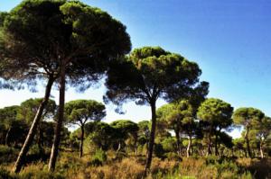 La Junta programa una plantación masiva por el Día de Andalucía