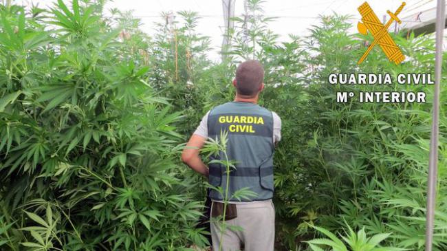 Planta un kilómetro cuadrado que no es de su propiedad con marihuana en El Ejido