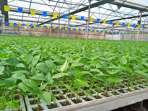 Almería producirá más pimiento y menos tomate