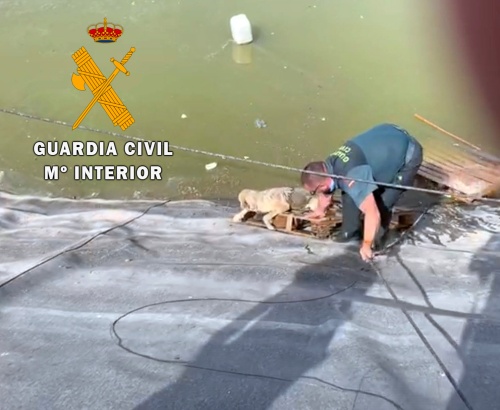 La Guardia Civil auxilia a un perro a punto de ahogarse en una balsa de riego en Vícar