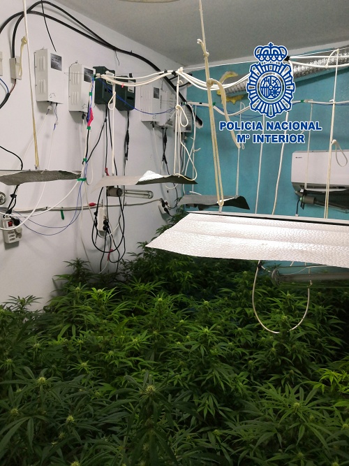 Tres familiares detenidos por cultivo de marihuana en Pescadería