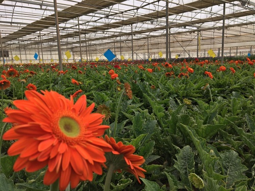 Situación crítica en el sector de la flor cortada de Almería