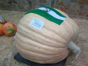 La calabaza más grande de Andalucía se podrá ver el domingo en Abla