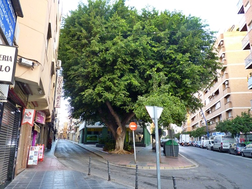 Mejoras en la calle Magistral Domínguez y su entorno