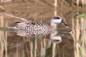 Ecologistas denuncian la destrucción de espacios con aves en peligro de extinción para hacer más invernaderos