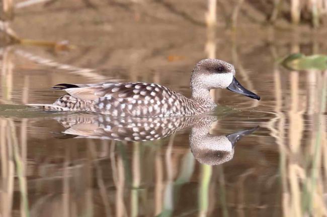 Ecologistas denuncian la destrucción de espacios con aves en peligro de extinción para hacer más invernaderos