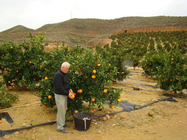 Ruinosa campaña de cítricos en Almería