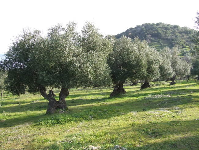 Solo Cádiz y Huelva producen menos aceite que Almería