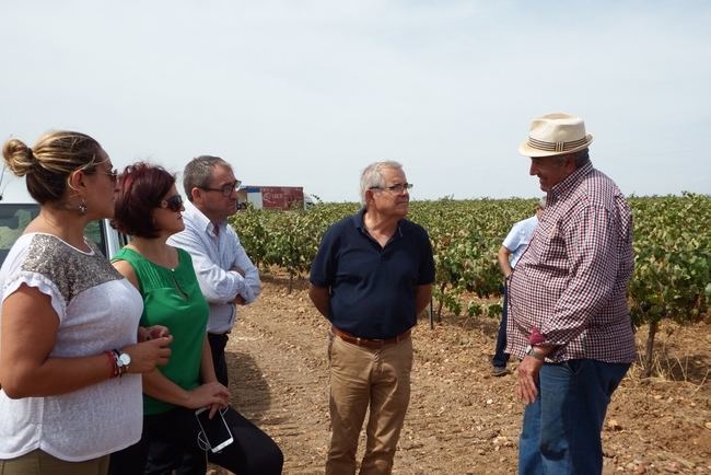 La vendimia en Almería producirá un 20% más