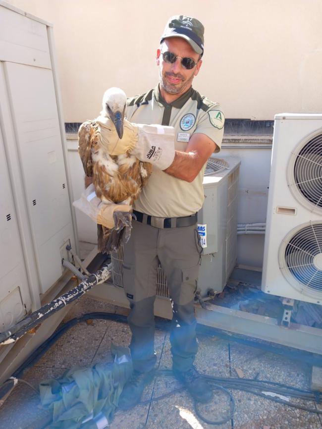 Rescatan un buitre leonado debilitado tras días sobrevolando el centro de Almería