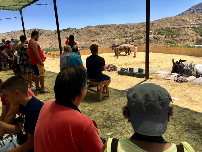 Abla rememora la faena de la trilla en homenaje a los antepasados del medio rural