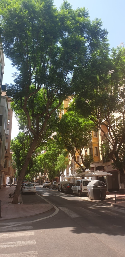 Vecinos de Altamira en contra de la tala de árboles 