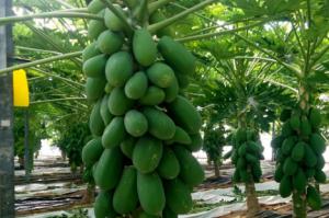 La UAL investiga para obtener mayor rendimiento en el cultivo de papaya