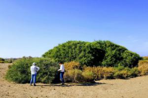 La UAL participa en una investigación sobre cambio climático en ecosistemas áridos