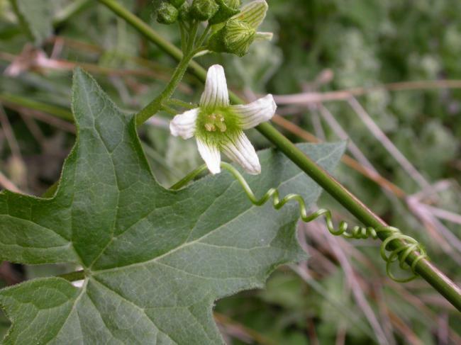 La ‘Bryonia dioica’ es la planta de septiembre en el Jardín Botánico Umbría de la Virgen