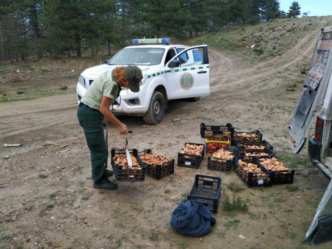 Decomisan más de 130 kilos de níscalos recolectados ilegalmente en Bacares