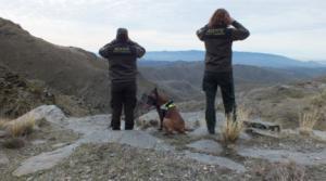 Refuerzo de vigilancia durante la berrea del ciervo