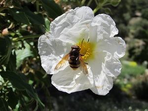 Medio Ambiente elige la ‘jara’ como planta del mes en el Jardín Botánico ‘Umbría de la Virgen’