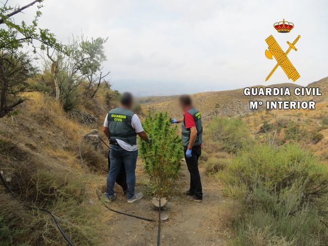 Plantación de marihuana dispersa entre las roulotte de una zona de acampada en Lúcar