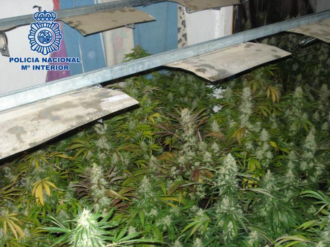 Dos detenidos por usurpar una vivienda y montar una plantación de marihuana