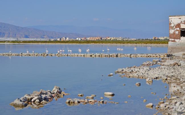 Itinerario por la biodiversidad en los humedales del Poniente almeriense