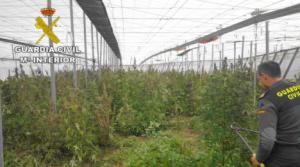 Localizan más de 1000 plantas de marihuana en un invernadero en Gádor