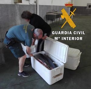 La Guardia Civil interviene 269,8 kilogramos de atunes rojos