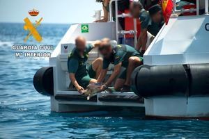 La Guardia Civil realiza junto a Equinac la suelta de dos tortugas bobas