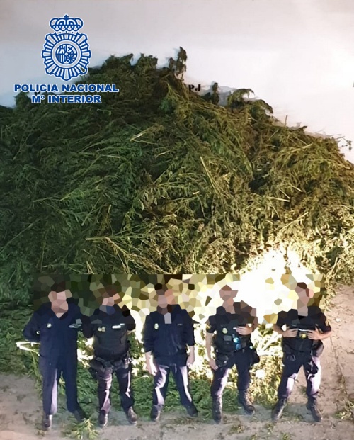 Incautadas 10.170 plantas de marihuana en pleno secado en una nave de El Ejido