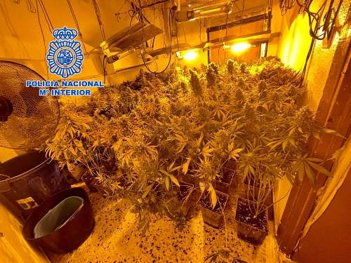 Detenido un matrimonio que cultivaba marihuana en el interior de su vivienda