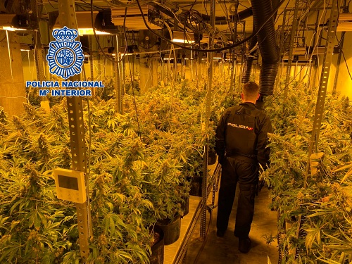 Intervenida una plantación de marihuana en una nave industrial de la Juaida