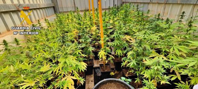 Once detenidos y dos investigados por cultivar marihuana en el Poniente almeriense