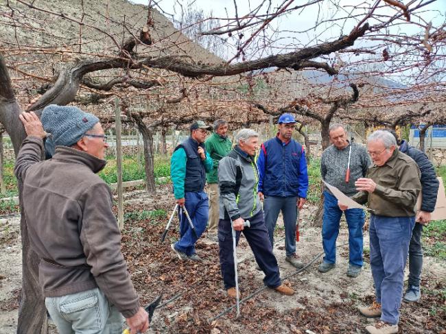 Los viejos parraleros acuden al rescate de las uvas históricas de Almería