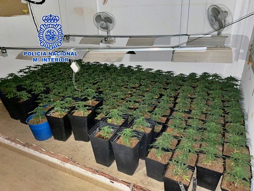 560 plantas de marihuana en una vivienda de la calle Juan Goytisolo