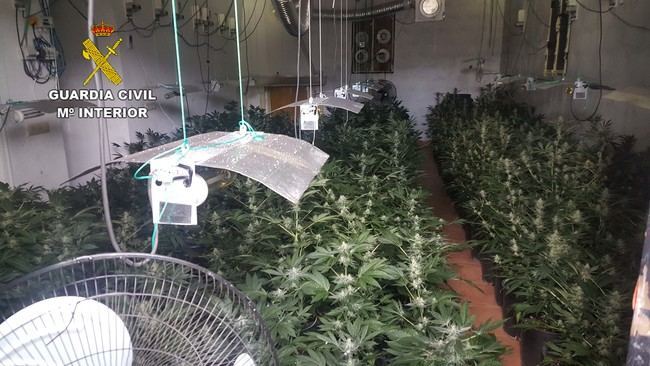 La Guardia Civil localiza más de 1000 plantas de marihuana y detiene a dos personas