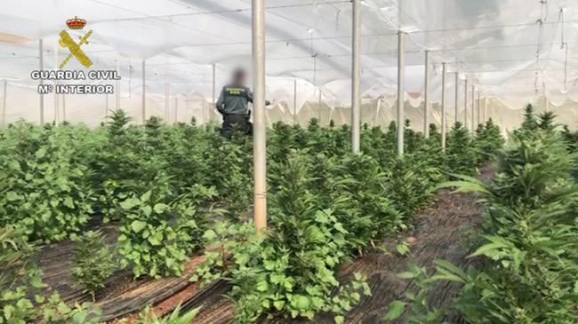 La Guardia Civil localiza otro invernadero de marihuana con 6500 plantas