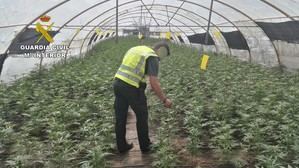 La Guardia Civil interviene más 24000 plantas de marihuana en la provincia de Almería