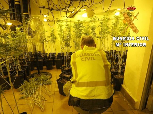 Una vivienda de lujo ocultaba 288 platas de marihuana en Roquetas de Mar