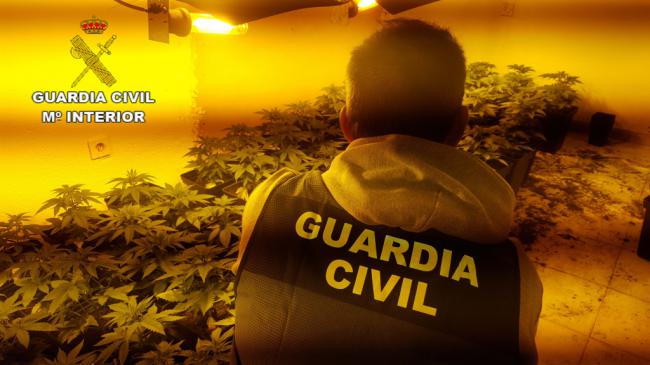 Dos detenidos por el cultivo de 200 plantas de marihuana