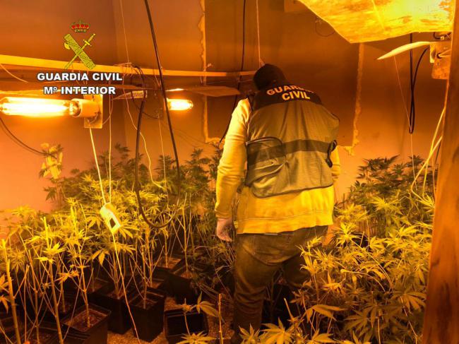 Dos detenidos y 400 plantas de marihuana intervenidas