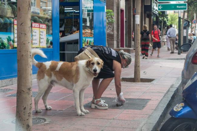 Hasta 750 euros por no limpiar el orín de los perros