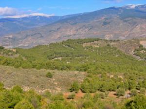 La Junta invierte más de un millón de euros en montes públicos de la Sierra de Gádor